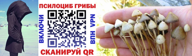 как найти закладки  Курильск  Псилоцибиновые грибы прущие грибы 